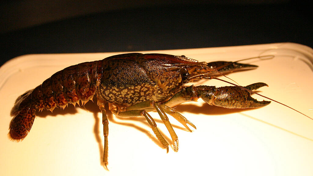 Marmorkrebs