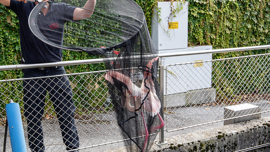 Flamingo aus Almkanal gerettet