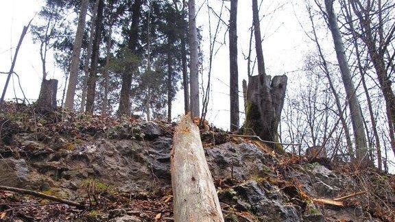 Baum stürzt auf B 305