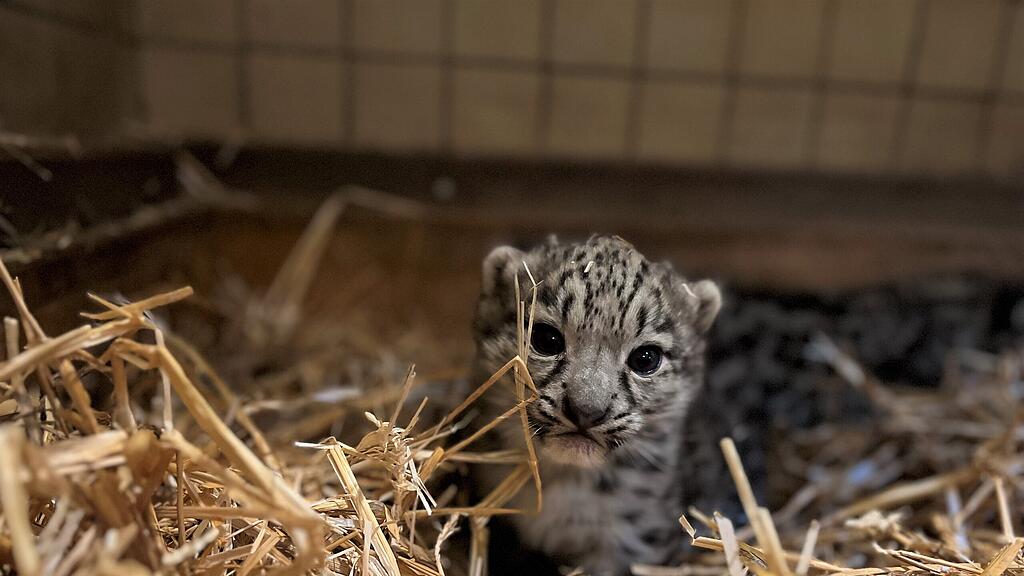 Schneeleoparden Nachwuchs Zoo Salzburg