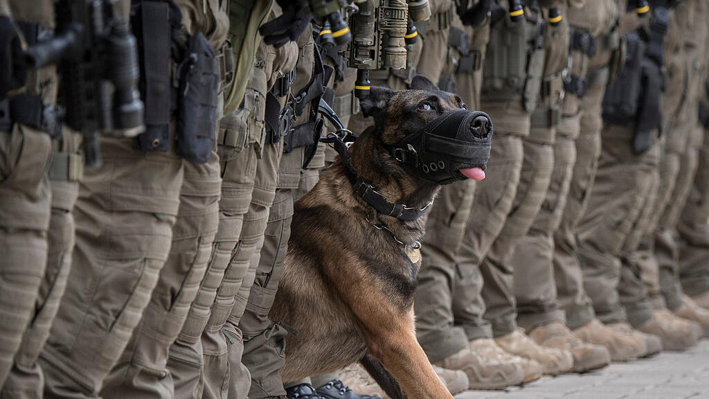 Militär, Diensthund, Schäferhund, SB