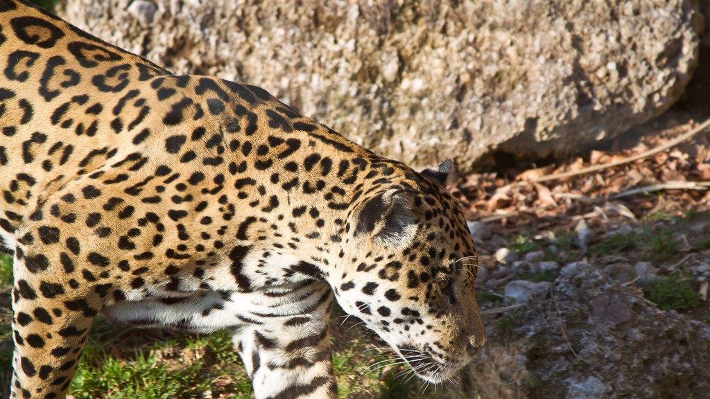 Frühlingserwachen im Salzburger Zoo