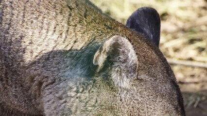 Warten aufs Christkind im Zoo
