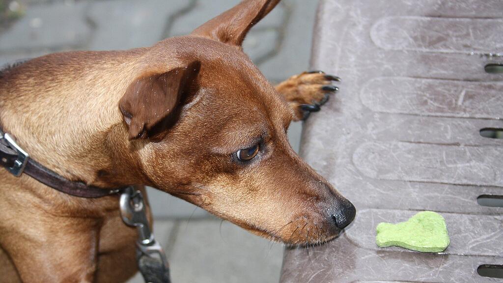 Hund, Leckerli, Futter, SB