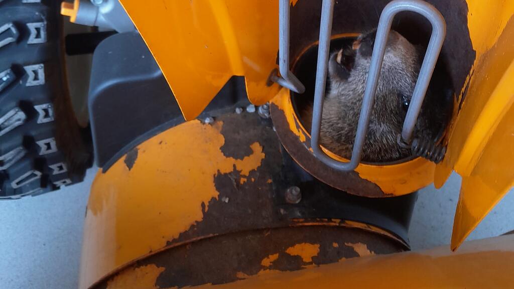 Rettung Murmeltier Bad Hofgastein