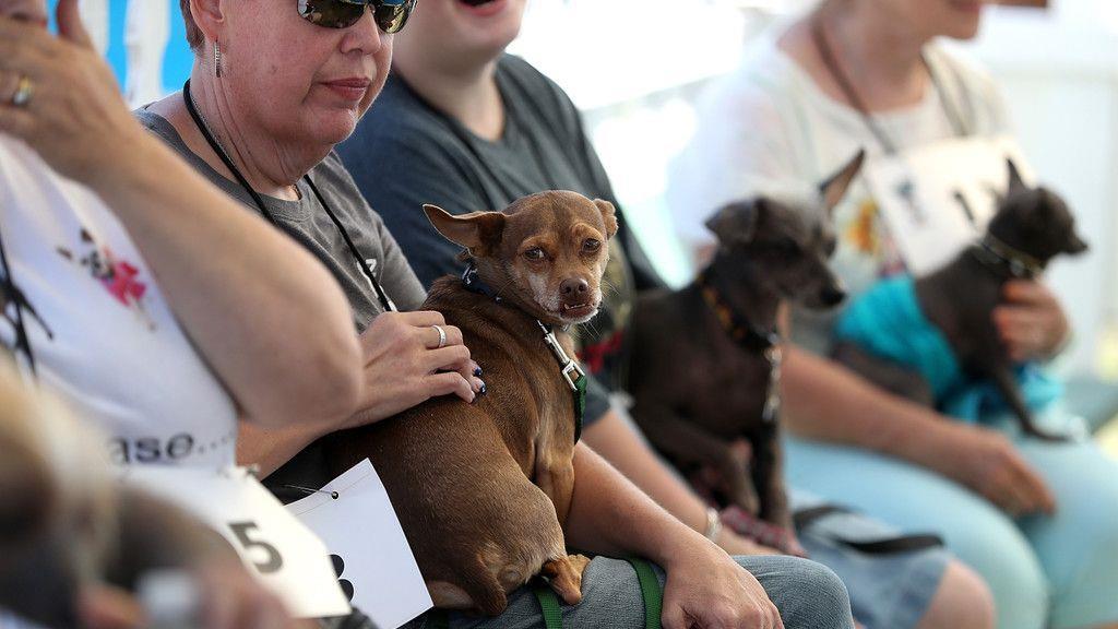Wahl zum "Hässlichsten Hund"