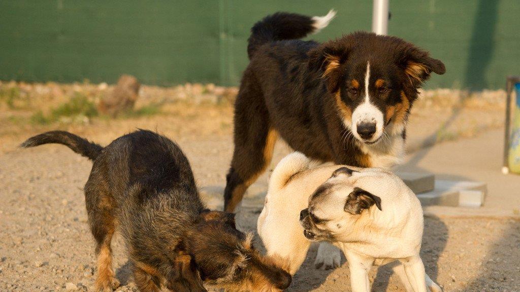 Die besten Tierbilder KW 30
