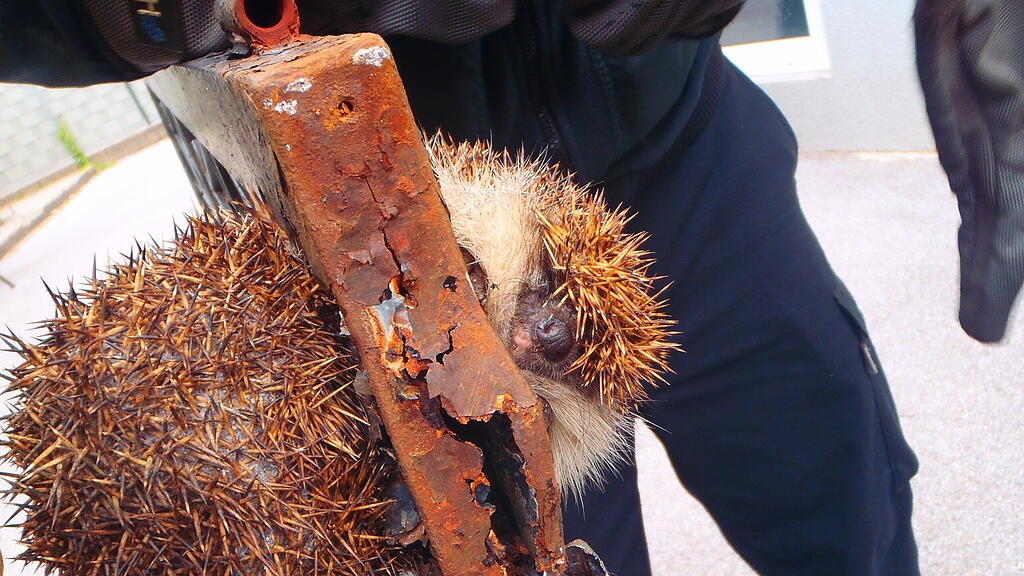 Igel, Graz, Berufsfeuerwehr