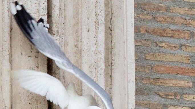 Vögel attackieren Friedenstauben