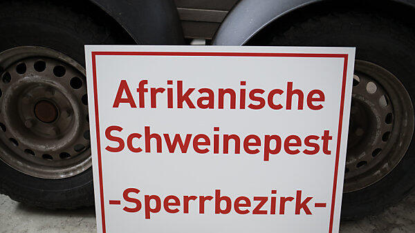Die Angst geht um vor der Schweinepest