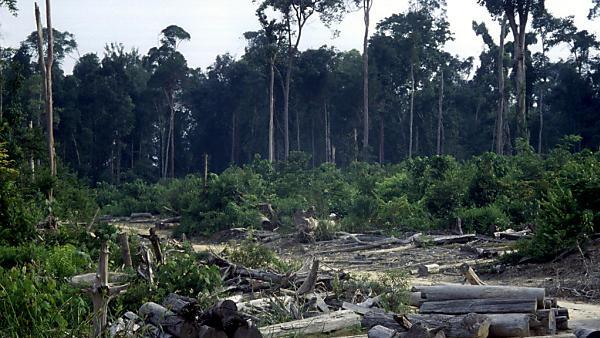 Indonesien holzt riesige Waldflächen ab