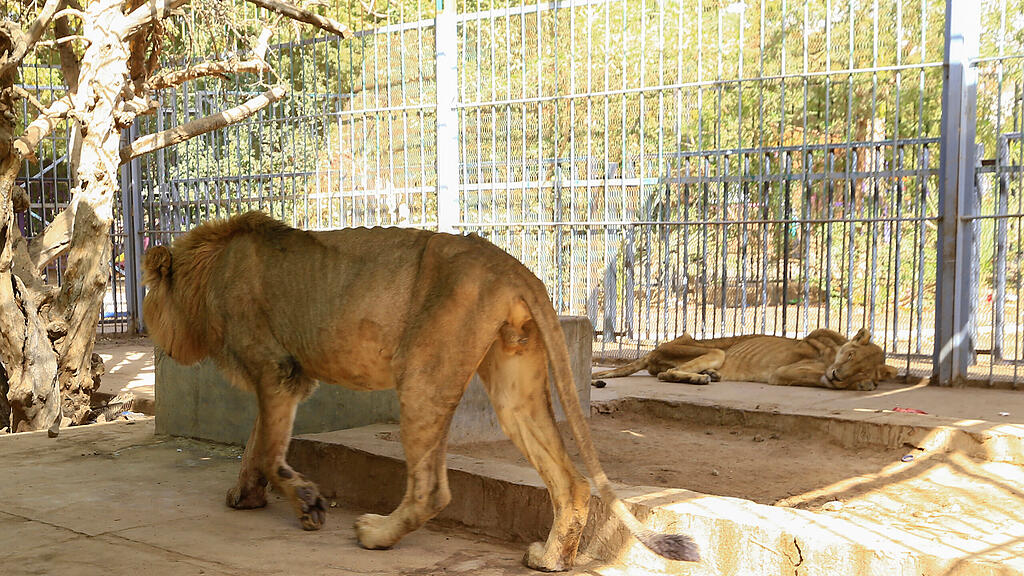 Löwen in Zoo in Sudan