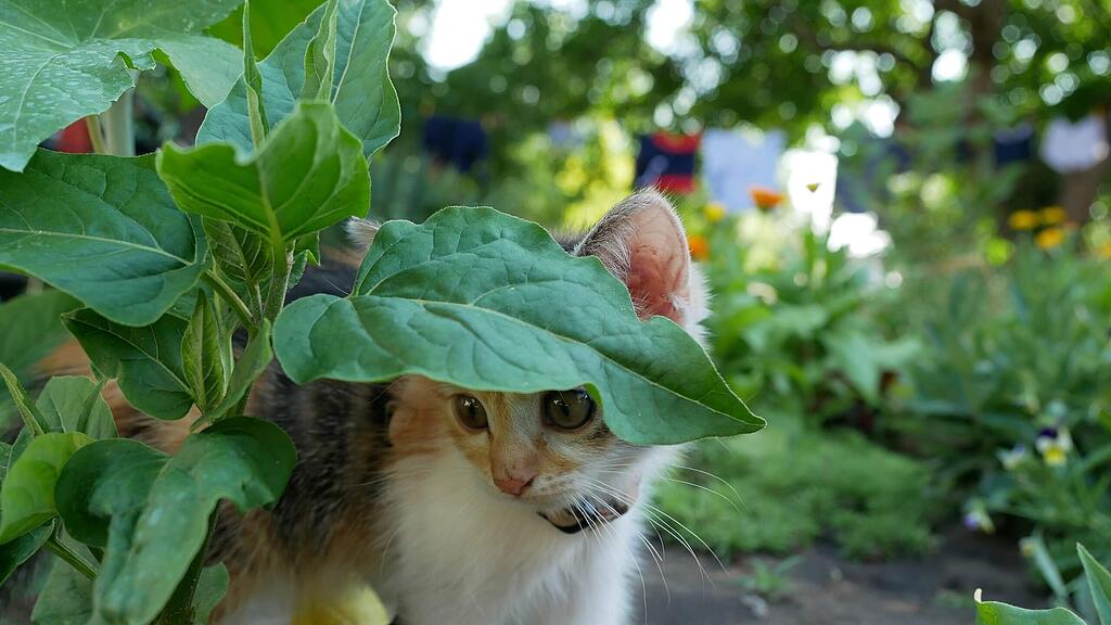 Weltkatzentag 2022