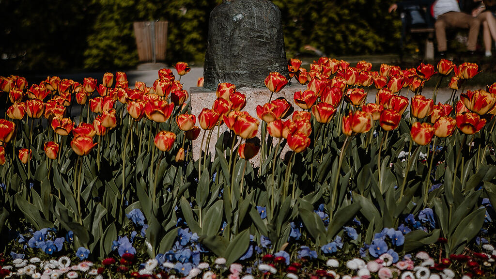 SB, Tulpen, Fr\u00fchling