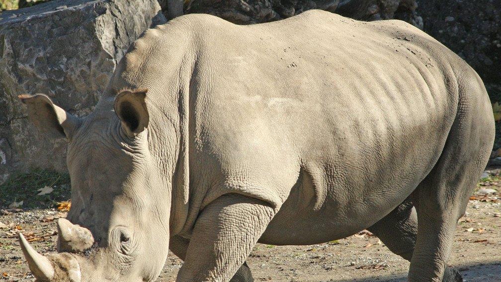 Nashörner im Salzburger Zoo