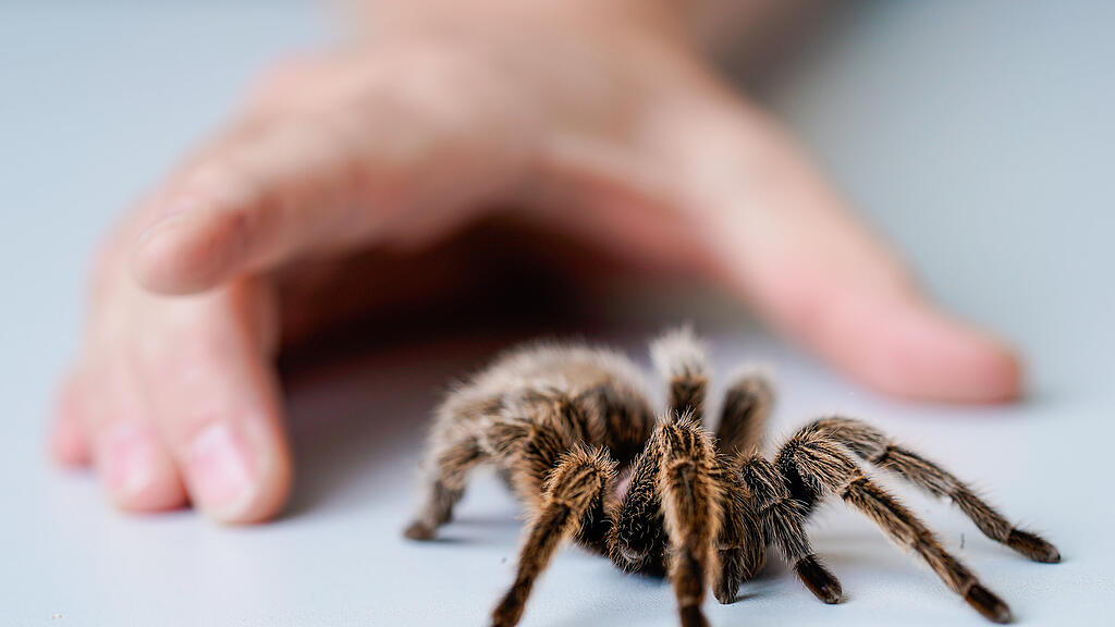 spinne