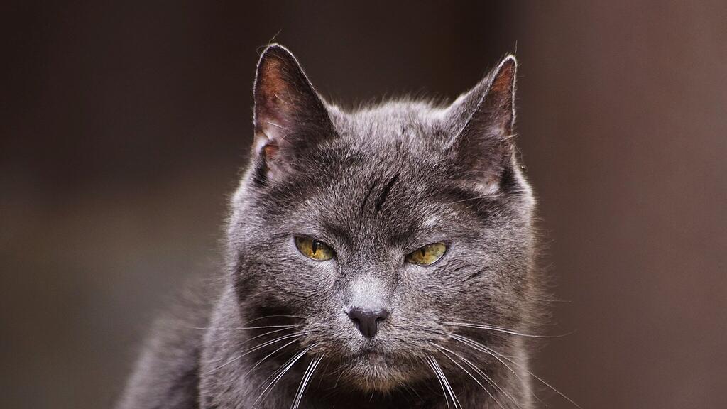 Weltkatzentag 2025