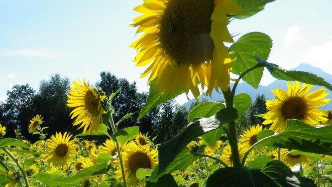 Sonnenblumenzauber in Sbg