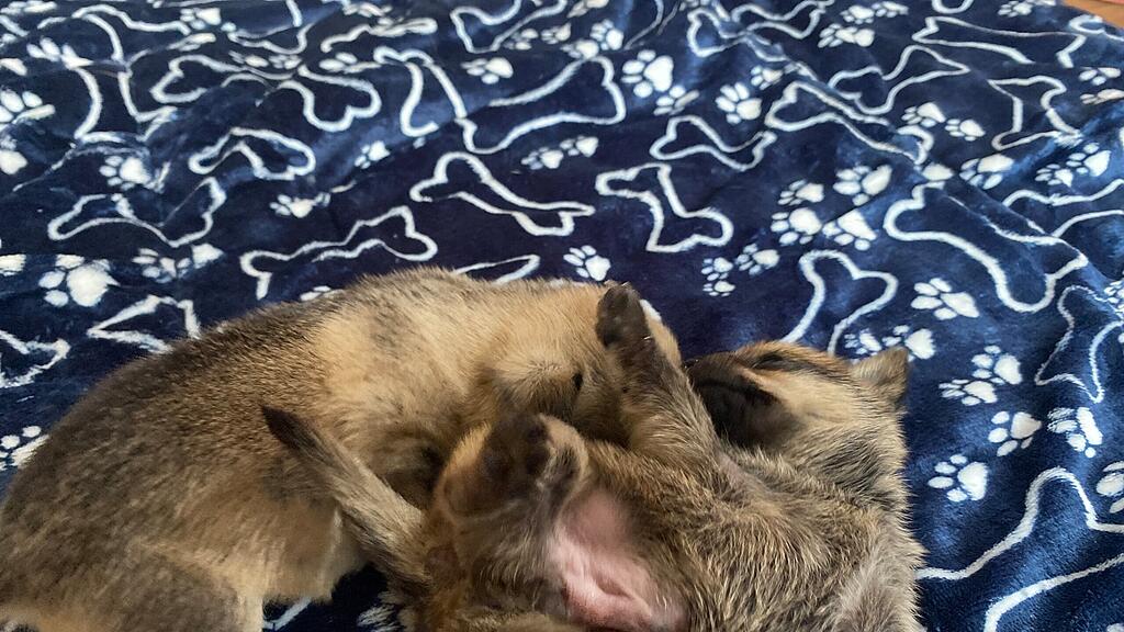 Animal Hording, Pfotenhilfe zieht Hundebabys mit Flasche auf