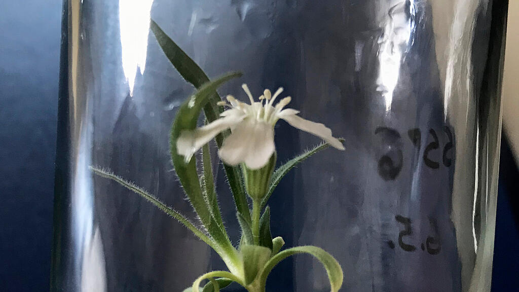 Silene Stenophylla, Boku, Wien