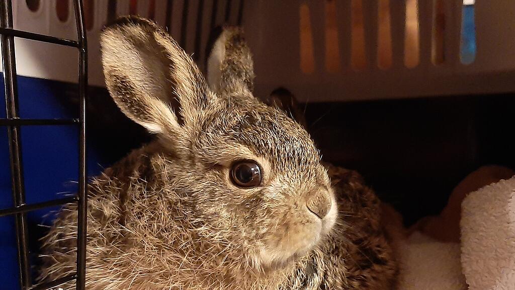 Hasenbabys in Salzburg gerettet