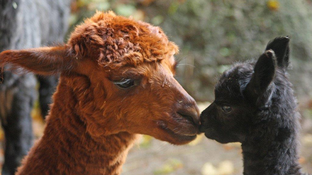 Alpaka-Baby im Zoo Salzburg