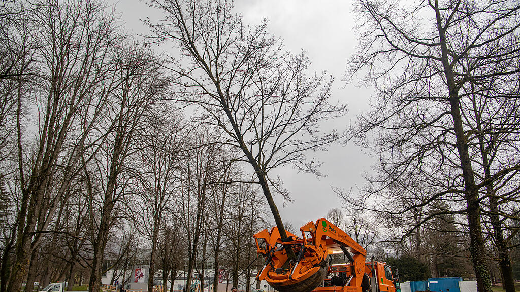 Baumverpflanzung im Volksgarten