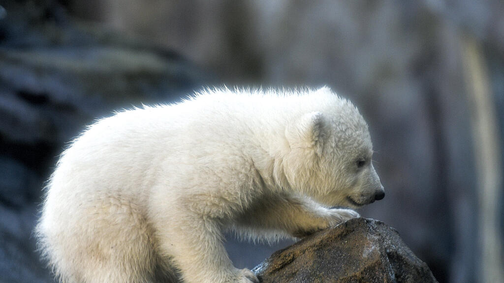 Eisbär, Wien, Schönnbrunn