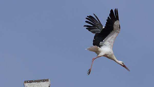 Die Tiere können sich sprichwörtlich ins gemachte Nest setzen