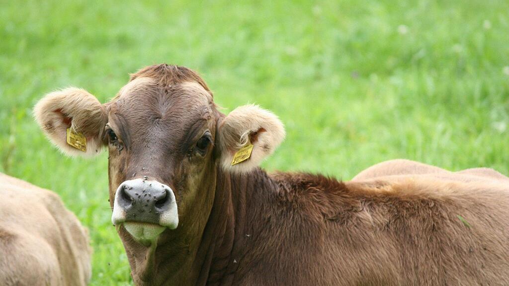 Für die Bauern steht fest, dass mit Hundekot verunreinigtes Gras der Grund für Totgeburten und Fruchtbarkeitsstörungen bei Kühen ist.