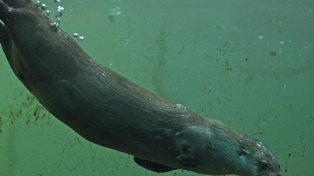 Fischotter im Schnee