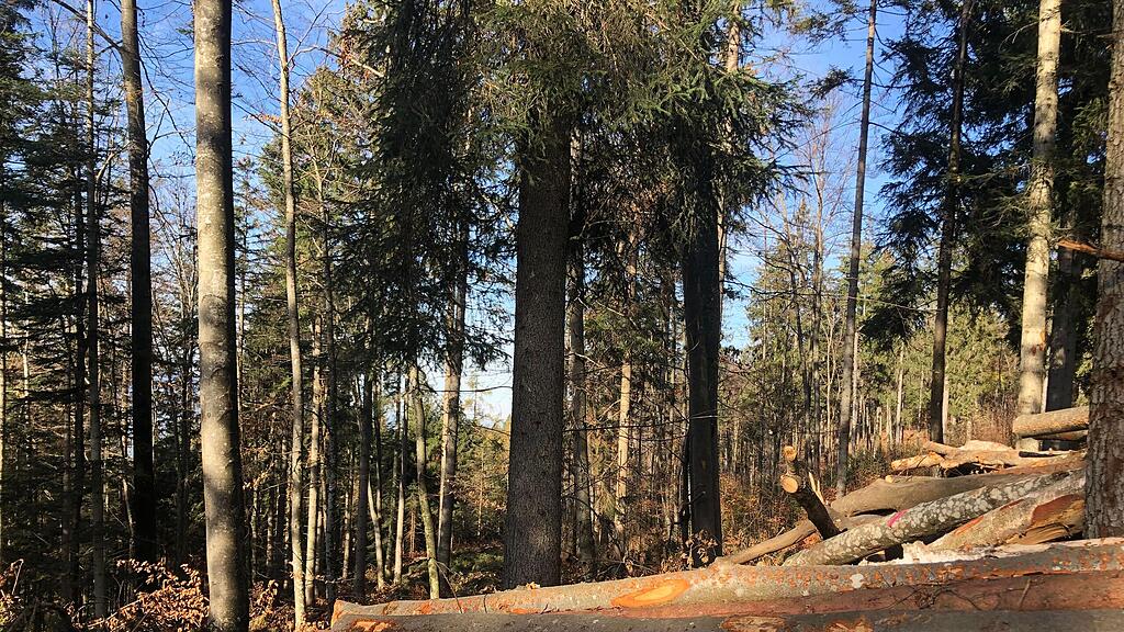 symb_wald; symb_holzarbeiten; symb_holz