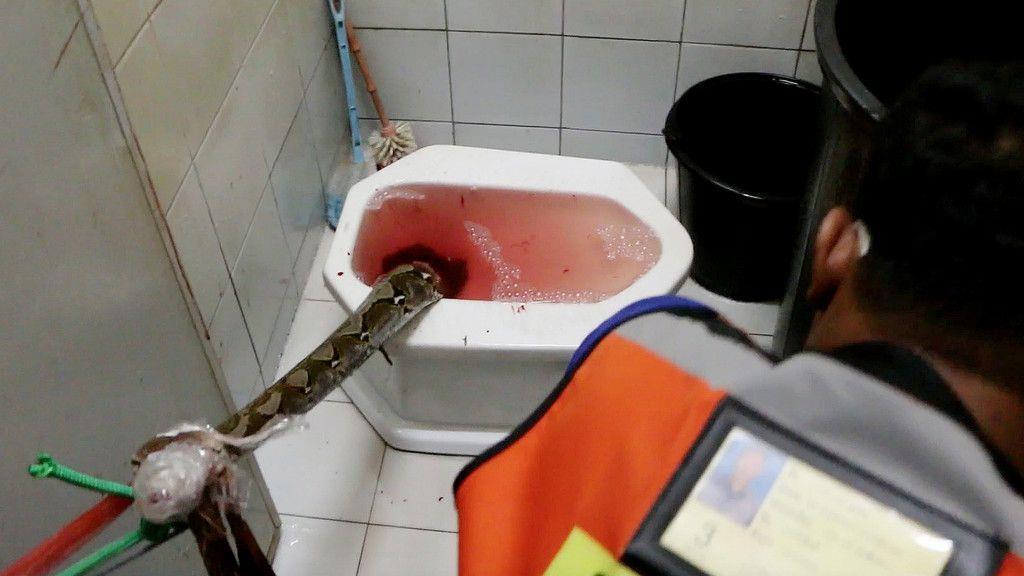 Python-Attacke auf thailändischem WC