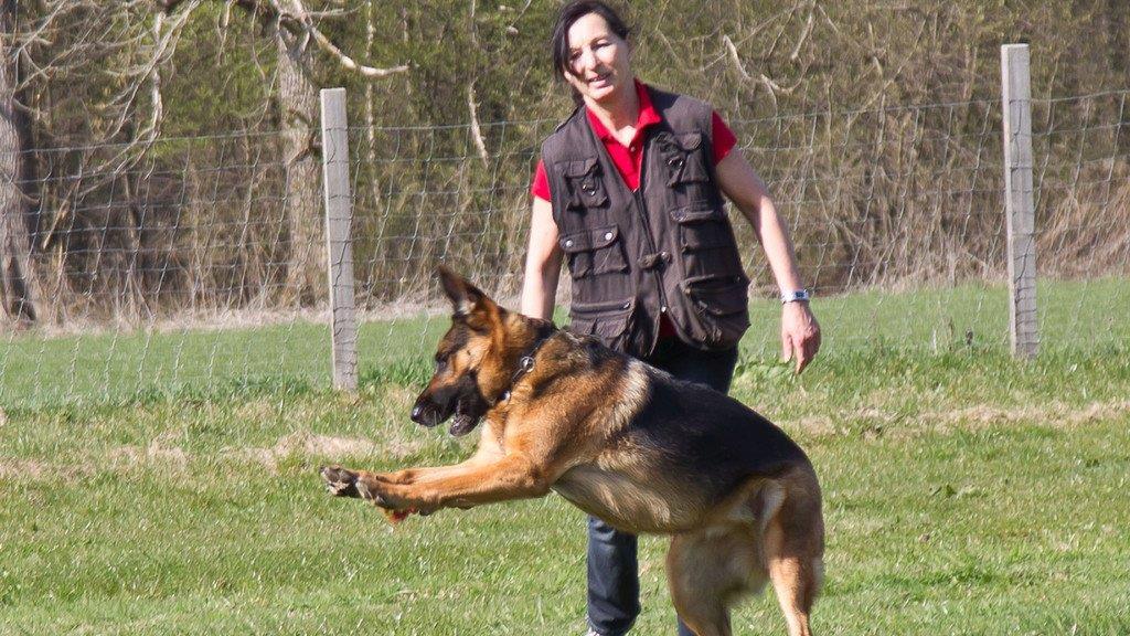 "Der gelbe Hund" in Nußdorf