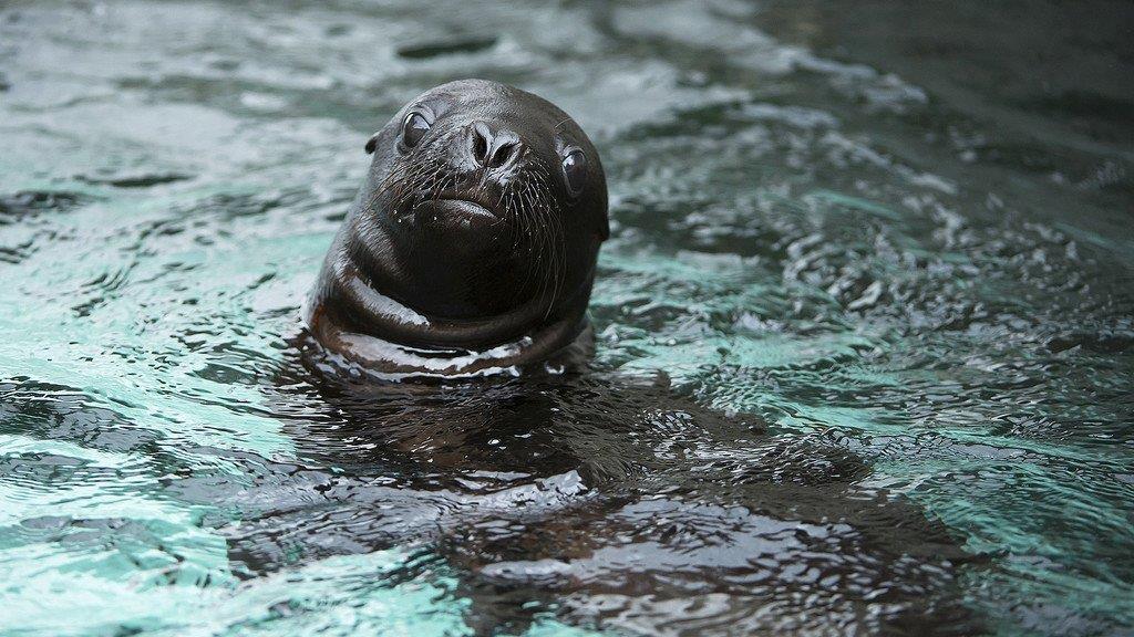 Robben-Nachwuchs im Tiergarten Schönbrunn: So wächst Klein Lunita heran