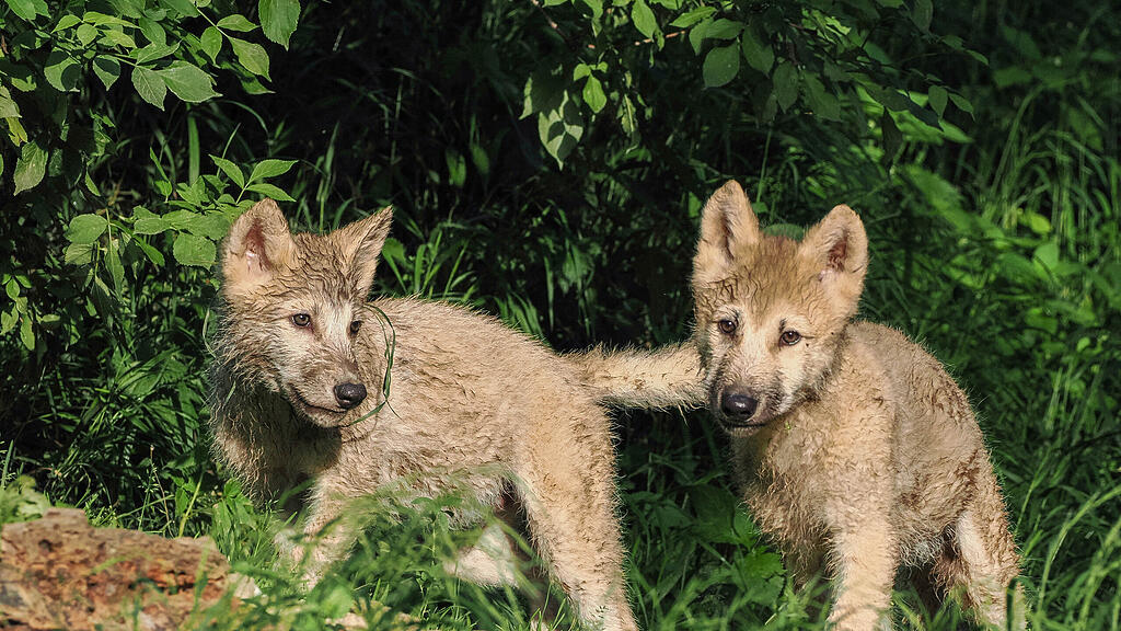 Polarwolf_Jungtiere_c_ZooSBG_Angelika Köppl (2).jpg