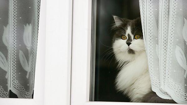 20.000 Euro für die Katze gestohlen