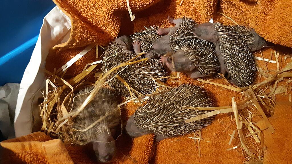 Kleine Igel in OÖ gerettet