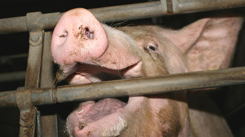SB, Schwein