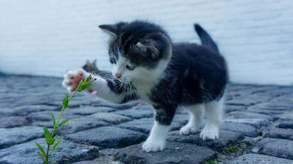 Katze, SB