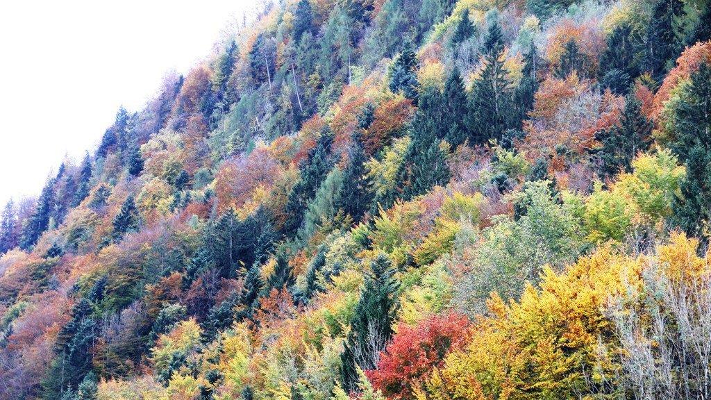 Goldener Herbst am Wolfgangsee