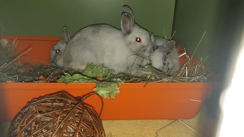 Ausgesetzte Kaninchen