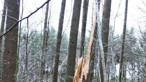 Niklas: Baum an L207 stürzt auf Pkw