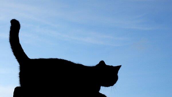 Der Katzenkiller war kein Mensch