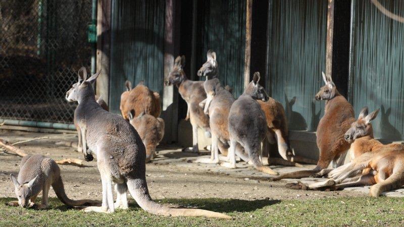 Frühling im Zoo München