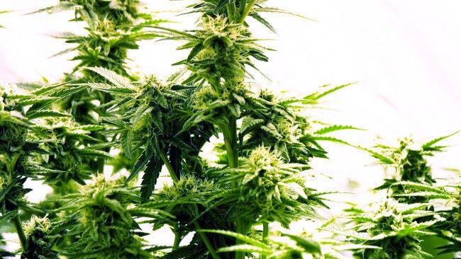 Der Salzburger hatte eine Cannabispflanze am Balkon stehen. (SYMBOLBILD)