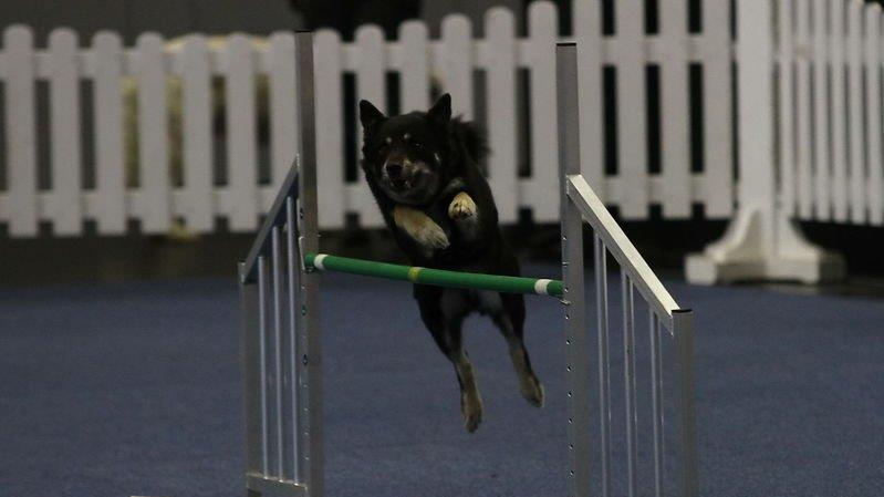 Festival der Hunde