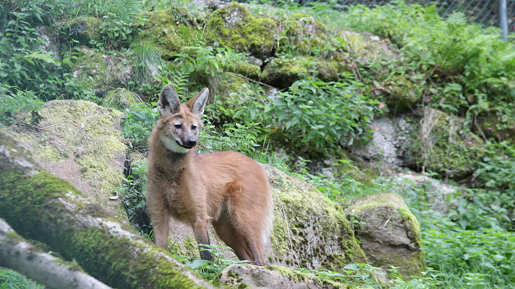 Mähnenwolf-Pärchen Zoo Salzburg