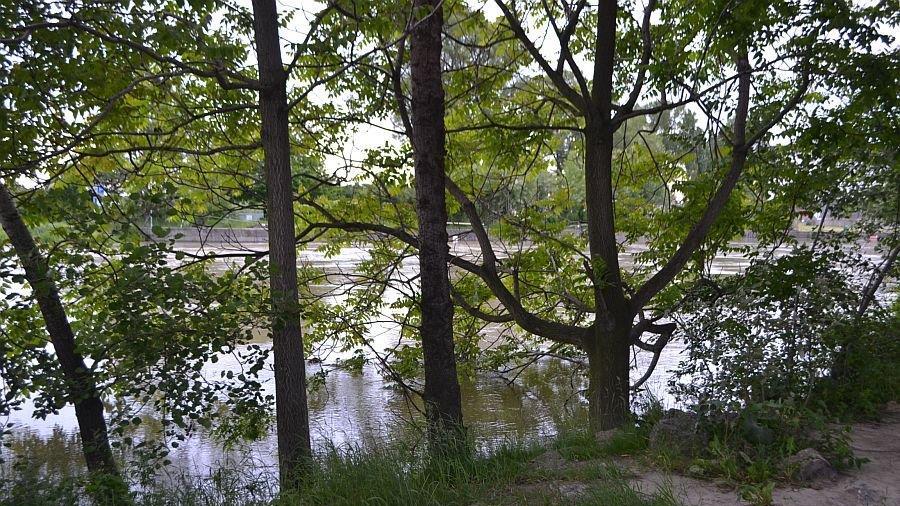 Leserreporter: Hochwasser in Wien-Döbling (Donau bei Nussdorf)