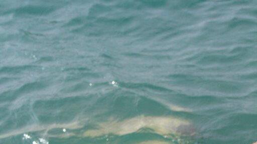 Taucher am Attersee vermisst